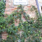 レンガの壁を伝うグリーン